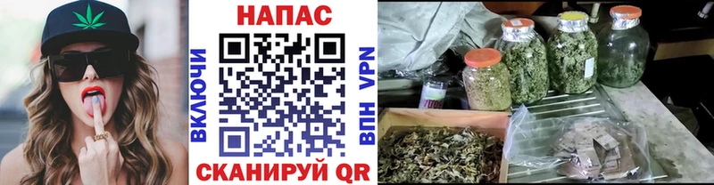 Шишки марихуана планчик  Ессентуки 